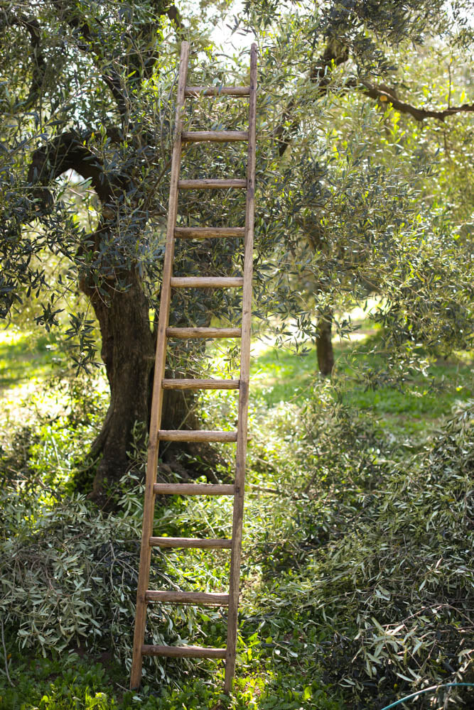 Basil Extra Virgin Olive Oil Ceramic