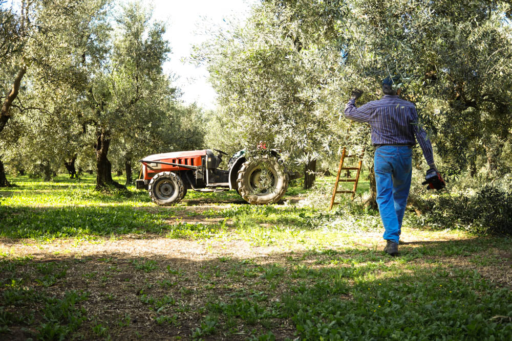Gran Cru Extra Virgin Olive Oil