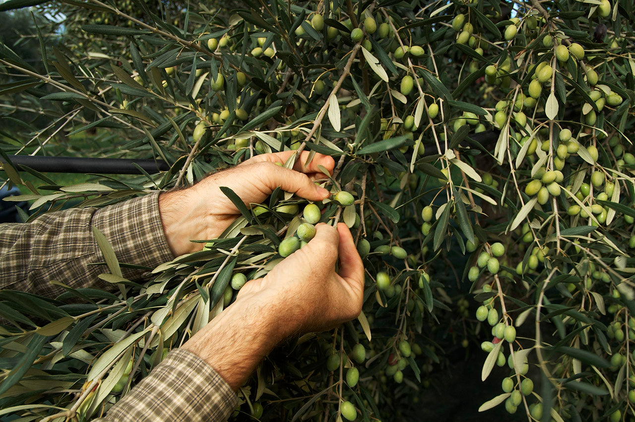 Gran Cru Extra Virgin Olive Oil