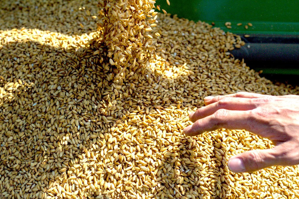The Perfect Risotto - Carnaroli Rice Tin