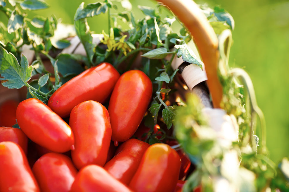Sauce Tomate au Basilic Al Basilico
